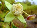 Keora Mangrove